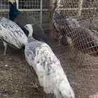 طاووس