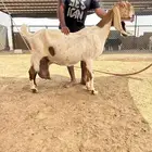 عنز حليب