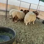 بهم نعيم جبر فاخر