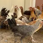 دجاج بلدي عرض مايتفوت