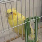 طير كروان اليف للبيع