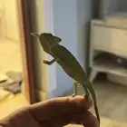 حرباء محجبة