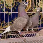 قطايف حمر صقع