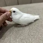 فرخ روز ( تم البيع )