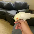 كروان اليف عيون حمر