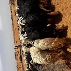 غنم نجد
