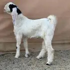 تيس مطور مشروع فحل طيب