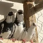 مشالله تبارك الله اذكرو الله عندي ذكر قطيفي درع