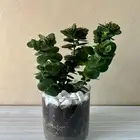 نبتة داخلية