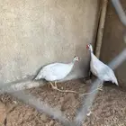 للبيع دجاج حبش لون ابيض  فاخر