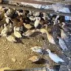 صيصان دجاج مشكل تم البيع