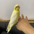 تم(البيع)