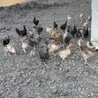 للبيع دجاج بلدي