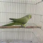ذكر دره هندي عمر سنتين