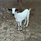 ماعز