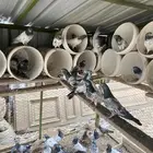 حمام باكستاني طيار