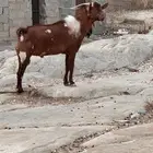 تيس فحل