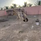 شبكه حرير