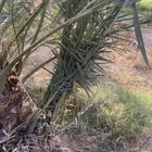 فروخ نخل شيشي