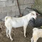تيس للبيع