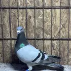 حمام زاجل