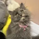 قطة شيرازي أمريكي