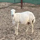 شاه رفيديه