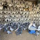 حمام زاجل العداد 110 جوز يزود ينقص مادري