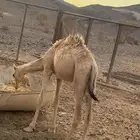 قعود للبيع