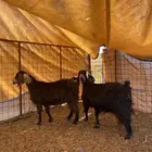 معزاء ذبايح حيل