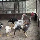 مجموعة دجاج باكستاني بيور نقاوه