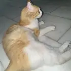 قط للتبني شيرازي