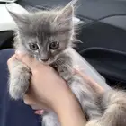 كيتن شيرازي امريكي