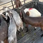 للبيع تيوس ذيح