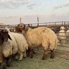 خروف فحل معرف