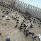 صوص فيومي دجاج فيومي