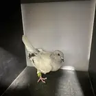 حمامة للبيع