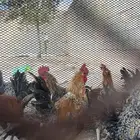 ديكه للبيع الدوادمي