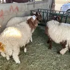 يوجد 3 خرفان طيبات وسليمات من الأمراض سومهن 1100