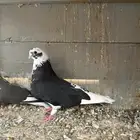 للبيع جوز قطيفي