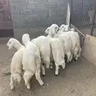 خرفان ورخلين