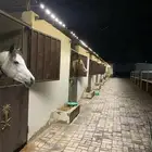 ايواء خيل في منتجع ديراب