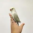 روزات اليفه جدا