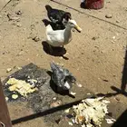بط للبيع اناث مصري وذكر بكيني
