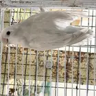 انثى روز