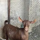 تيس ومعزه جنوبيه حمر