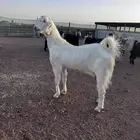 ماعز للبيع سديد