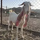 معزا حليب