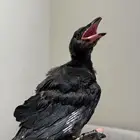 فرخ غراب ريفن محجل