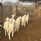 بهم حري